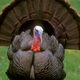 Illustration for article titled Turkeys Are Twice As Big Today As They Were 80 Years Ago
